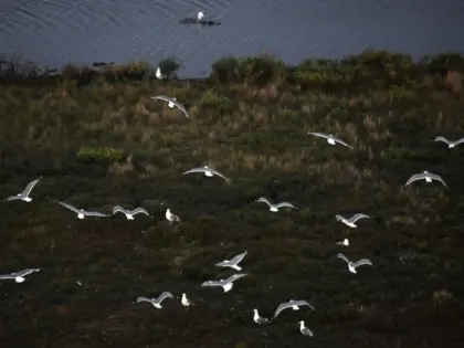 Массовая гибель птиц в Крыму: эксперты связывают с вирусом