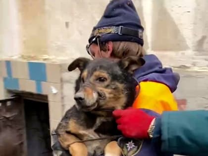 В Севастополе спасли застрявшую между бетонными плитами собаку