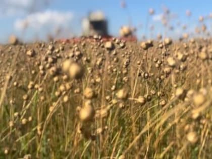 Кампания по уборке льна проходит на полуострове