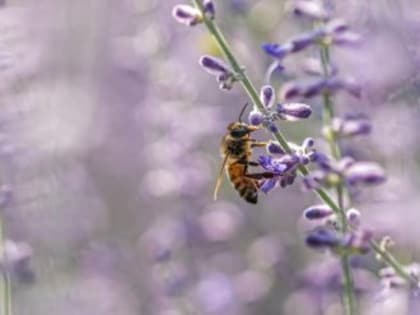 Пасечник объяснил высокие цены на крымский мёд