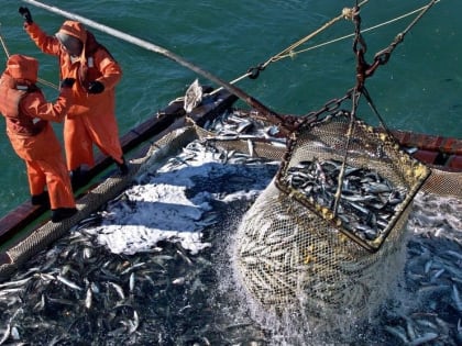 На Дальнем Востоке удачно началась охотоморская путина – минтай и сельдь идет на внутренний и на внешние рынки