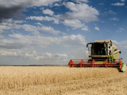 На территории Белогорского района Республики Крым полным ходом идет уборочная кампания ранних зерновых культур