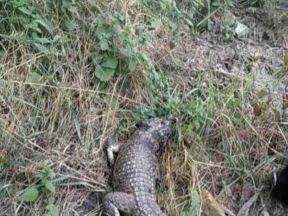 В Симферополе возле школы нашли крокодила