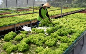 Hortikultura