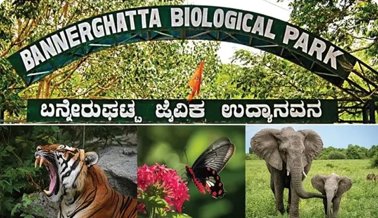 Bannerghatta National Park (Safari)