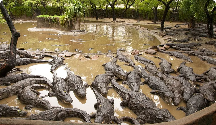 Madras Crocodile Bank Trust & Centre for Herpetology