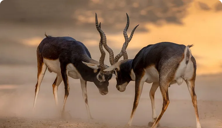 Mrugavani National Park