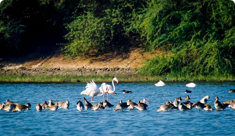 Thol Lake Sanctuary