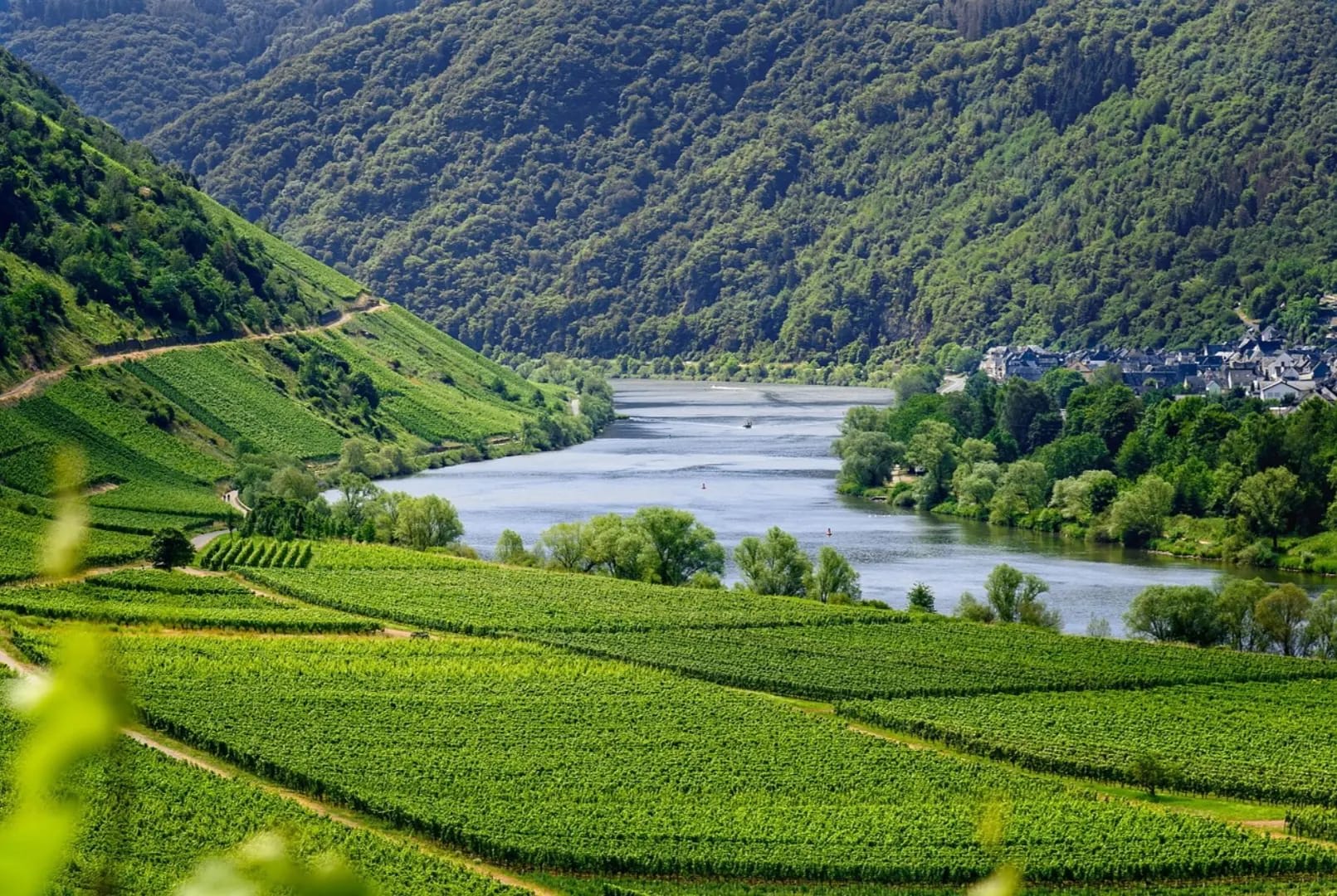 Grape vineyard, Wachau Valley