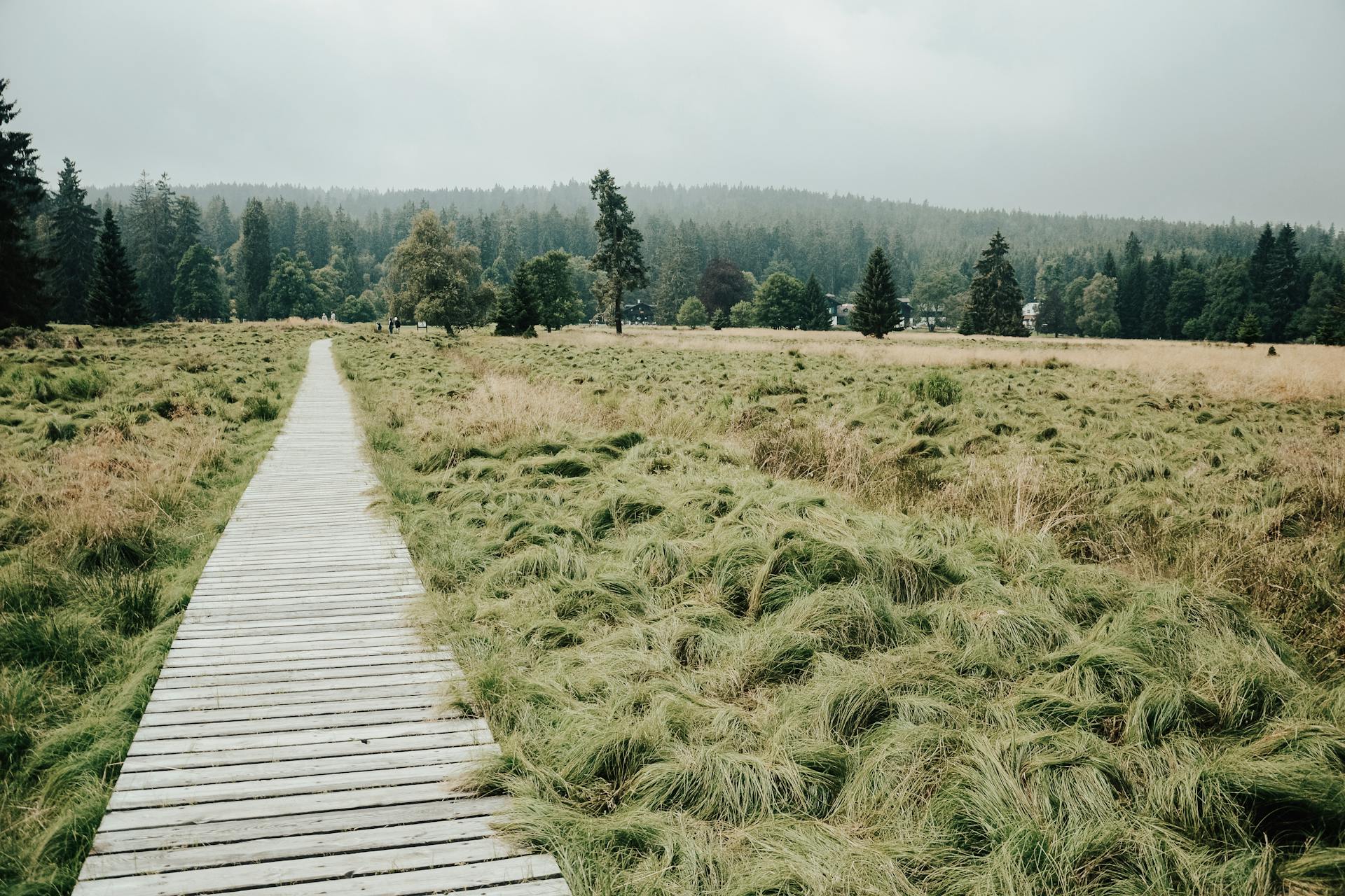 Autumn sunrise over the peat bog landscape of the Hautes Fagnes in eastern Belgium