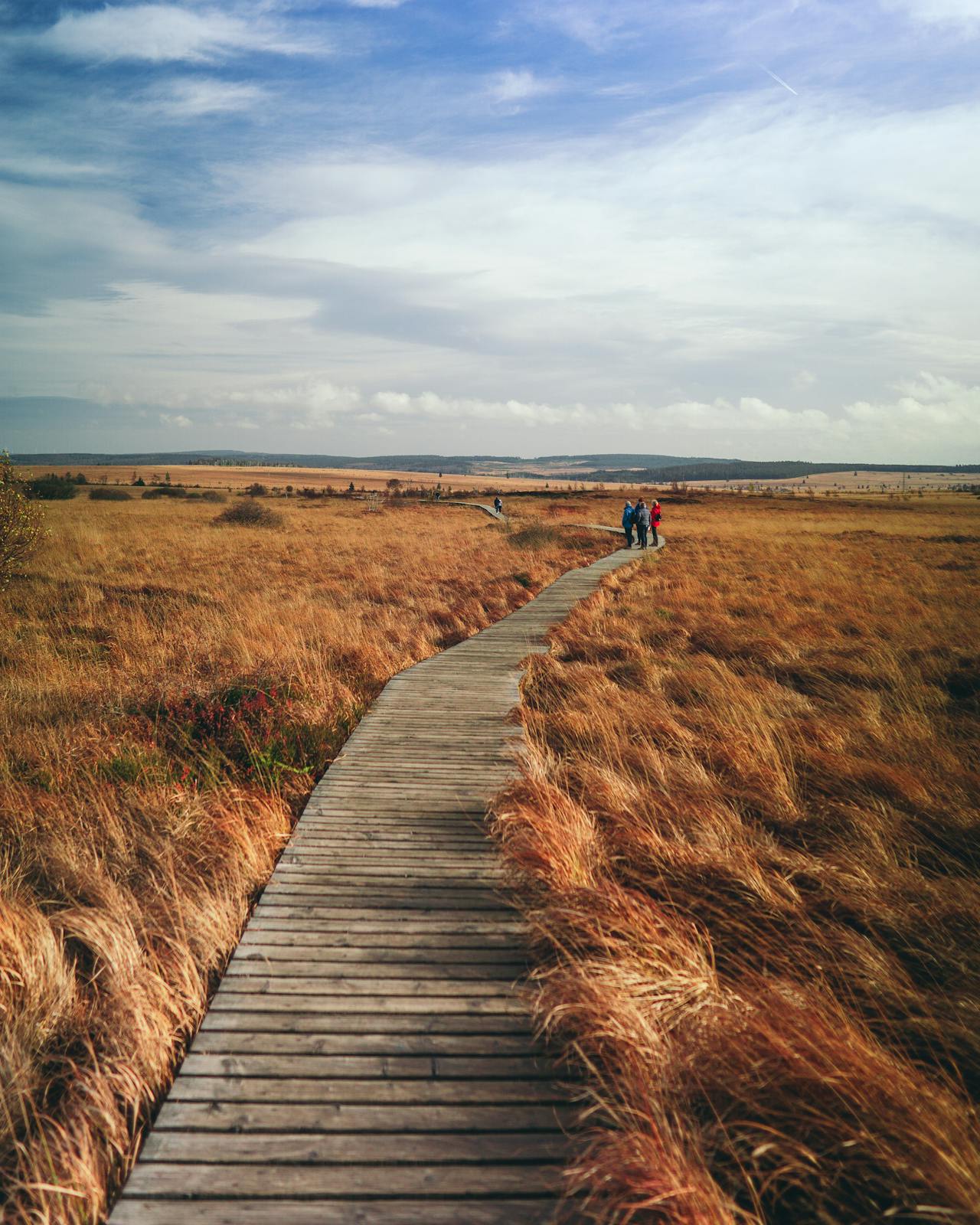 Frost-covered sphagnum moss and heather on the High Fens plateau in winter, Belgian Ardennes