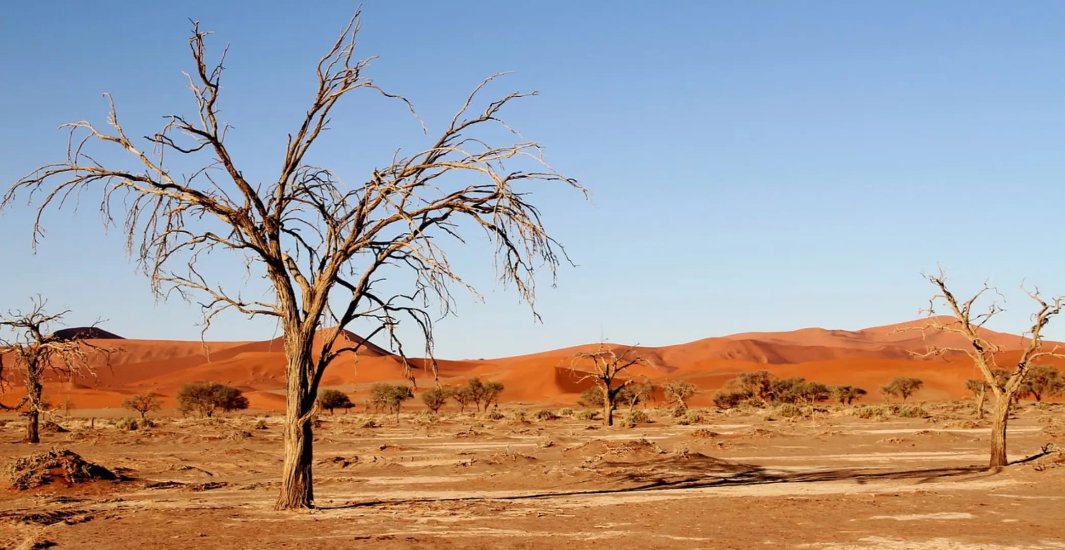 A vast view of the Kalahari Desert with arid sand dunes and dry, leafless trees scattered across the landscape.