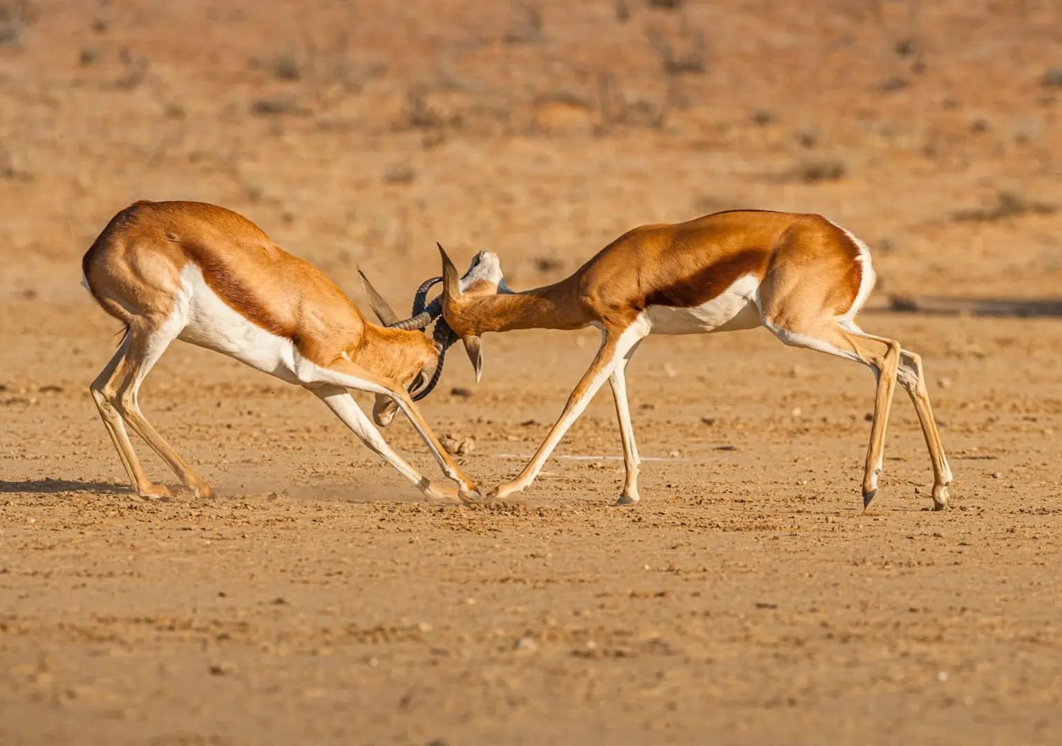 Kalahari Desert : Exploring Botswana’s Majestic Wilderness