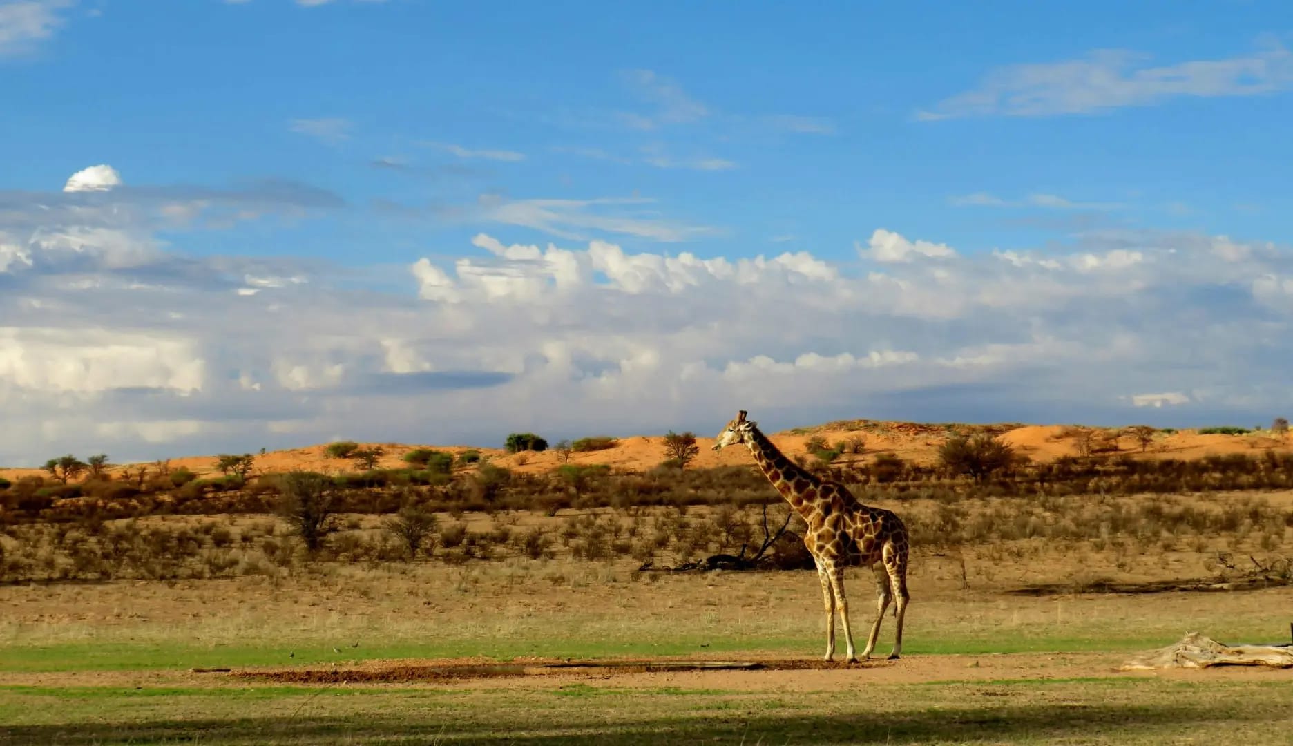 Kalahari Desert : Exploring Botswana’s Majestic Wilderness