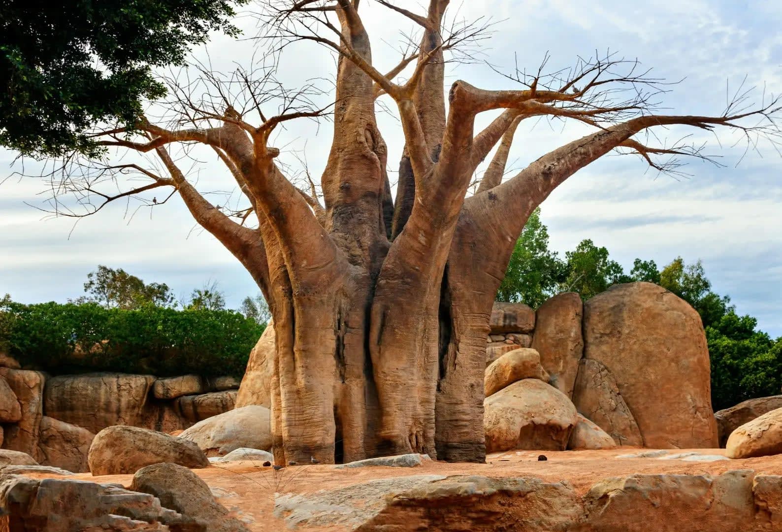 A large, wide tree with a broad canopy and a rugged, low trunk, typical of Nxai Pan National Park.
