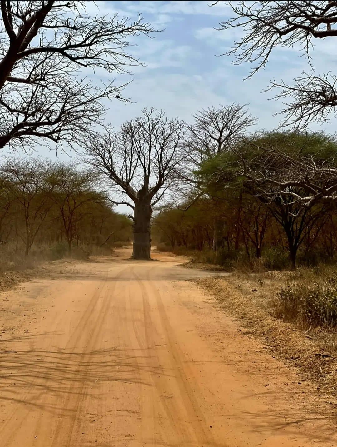 Nxai Pan National Park : Botswana’s Hidden Gem 