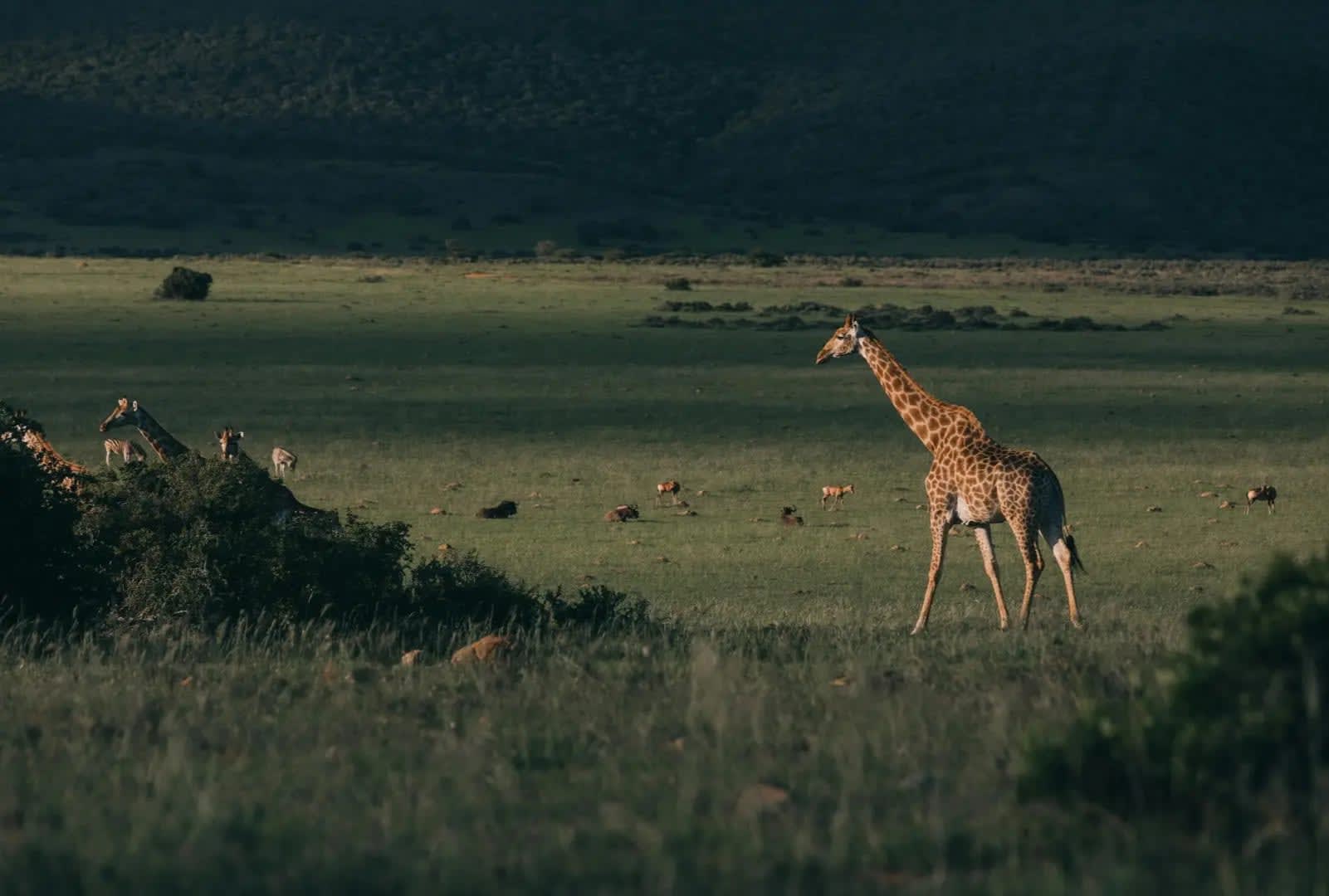 Discover the Okavango Delta 