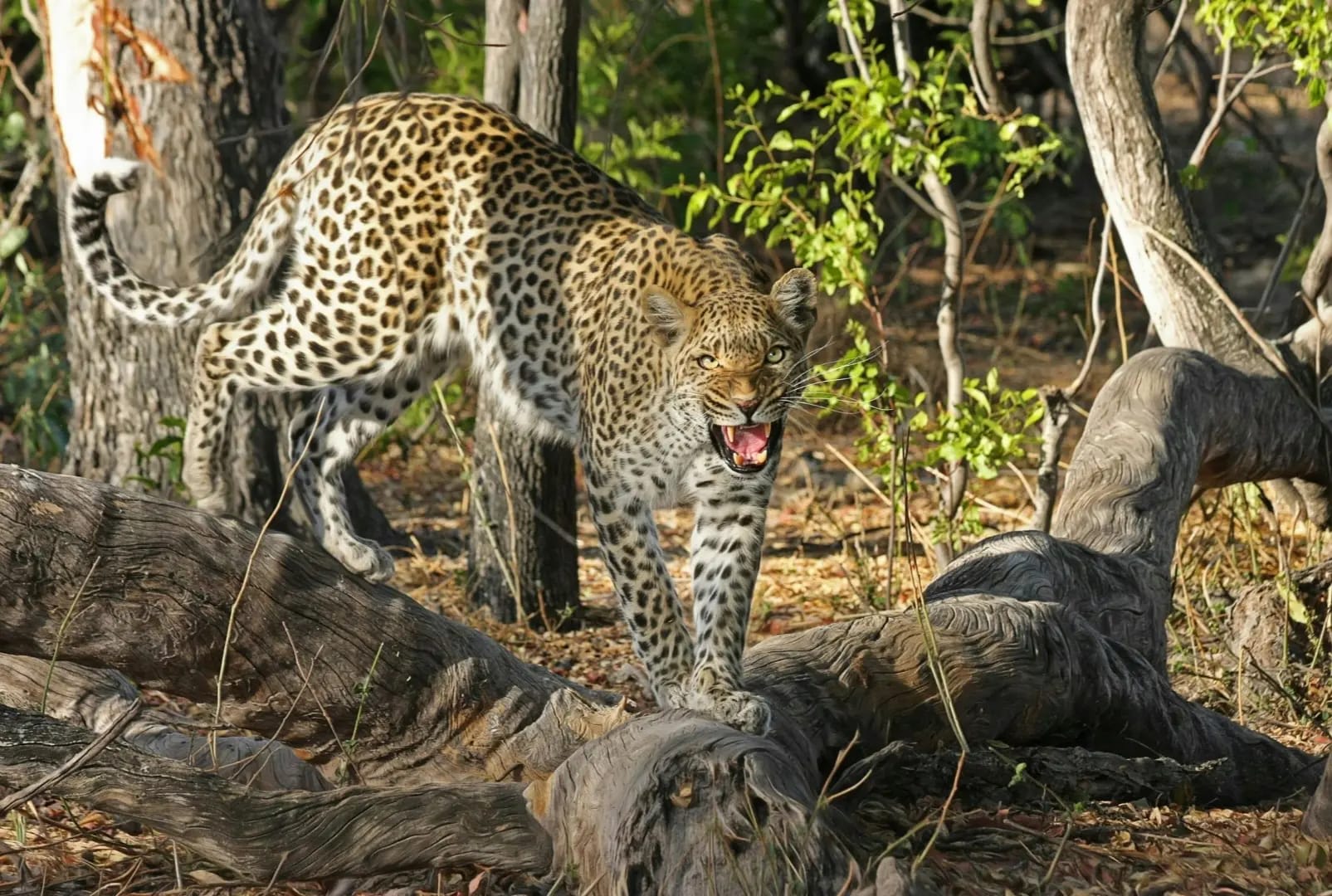 Tsodilo Hills : Botswana’s Sacred Cultural and Natural Treasure 