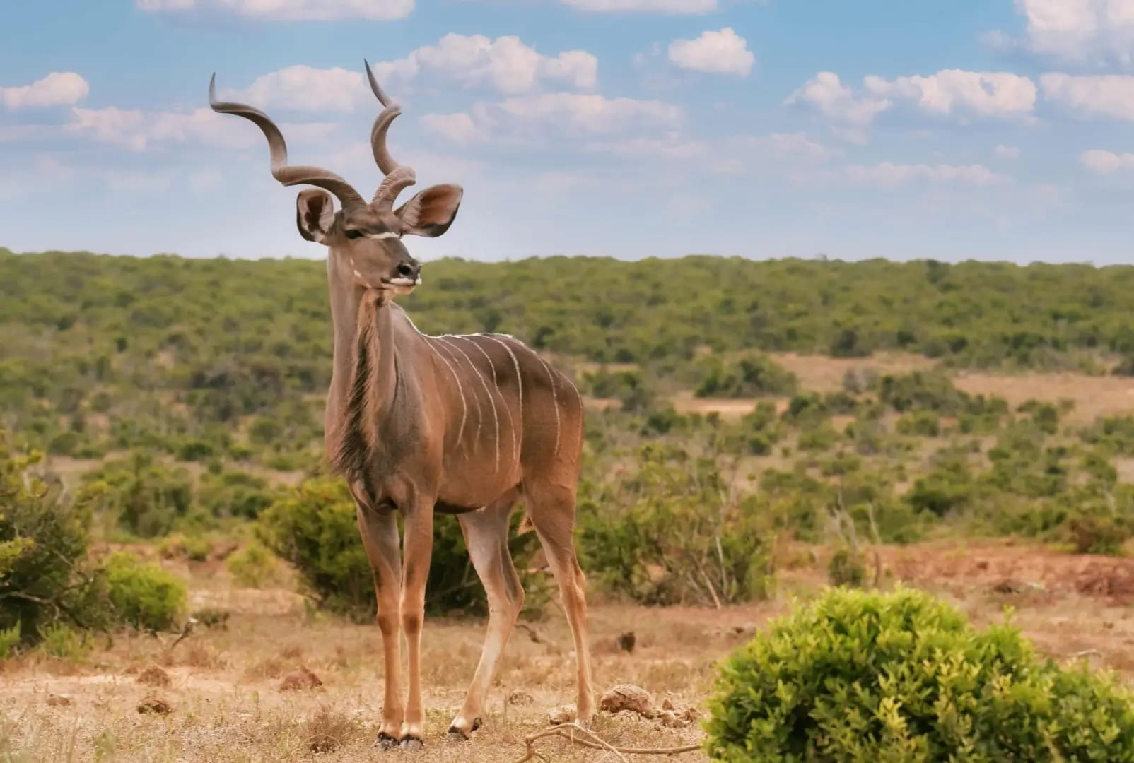 An antelope-like animal with elliptical-shaped horns, typical of the Tsodilo Hills, grazing in the rugged terrain.