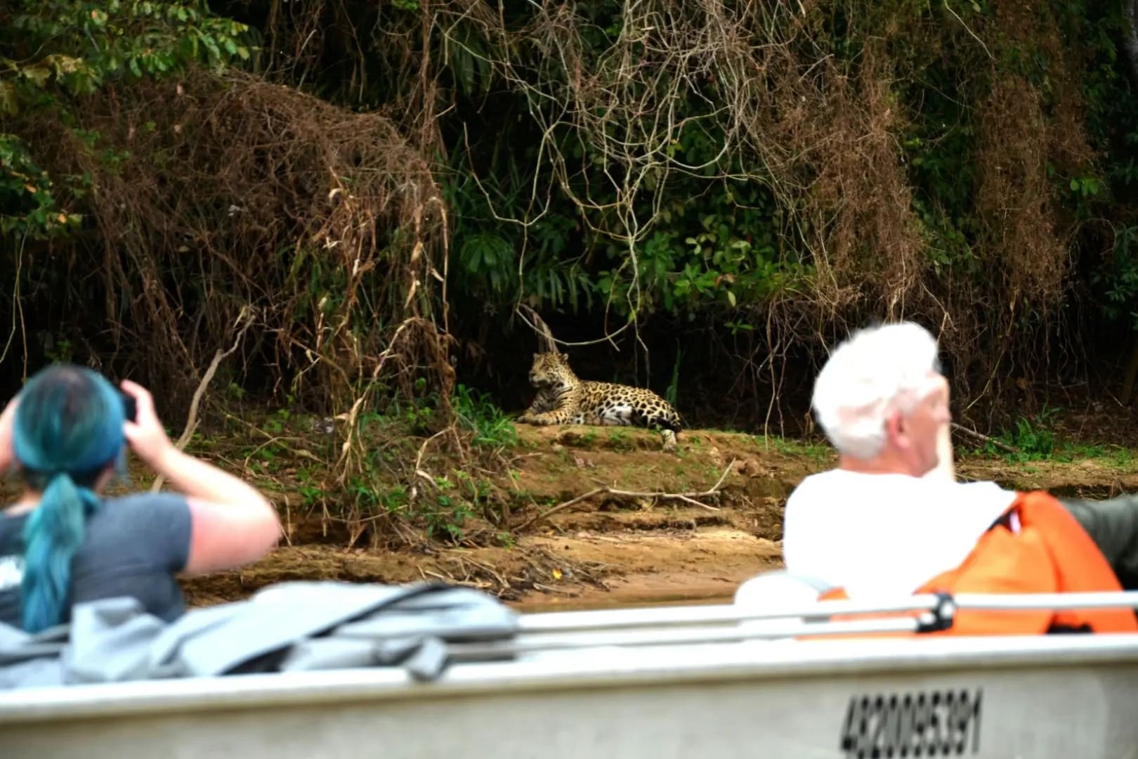Tourists on a raft photographing a jaguar. Pantanal
