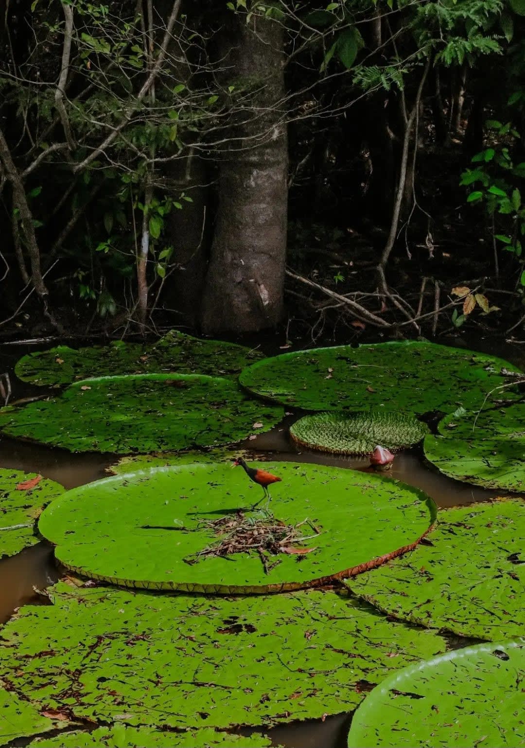 Bird perched on a water lily in a river Vitória-régia or Victoria amazonica. Pantanal
