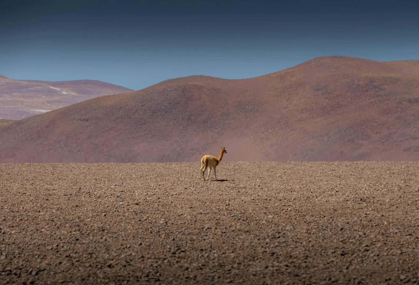 Atacama Desert: The Dryest Desert on Earth