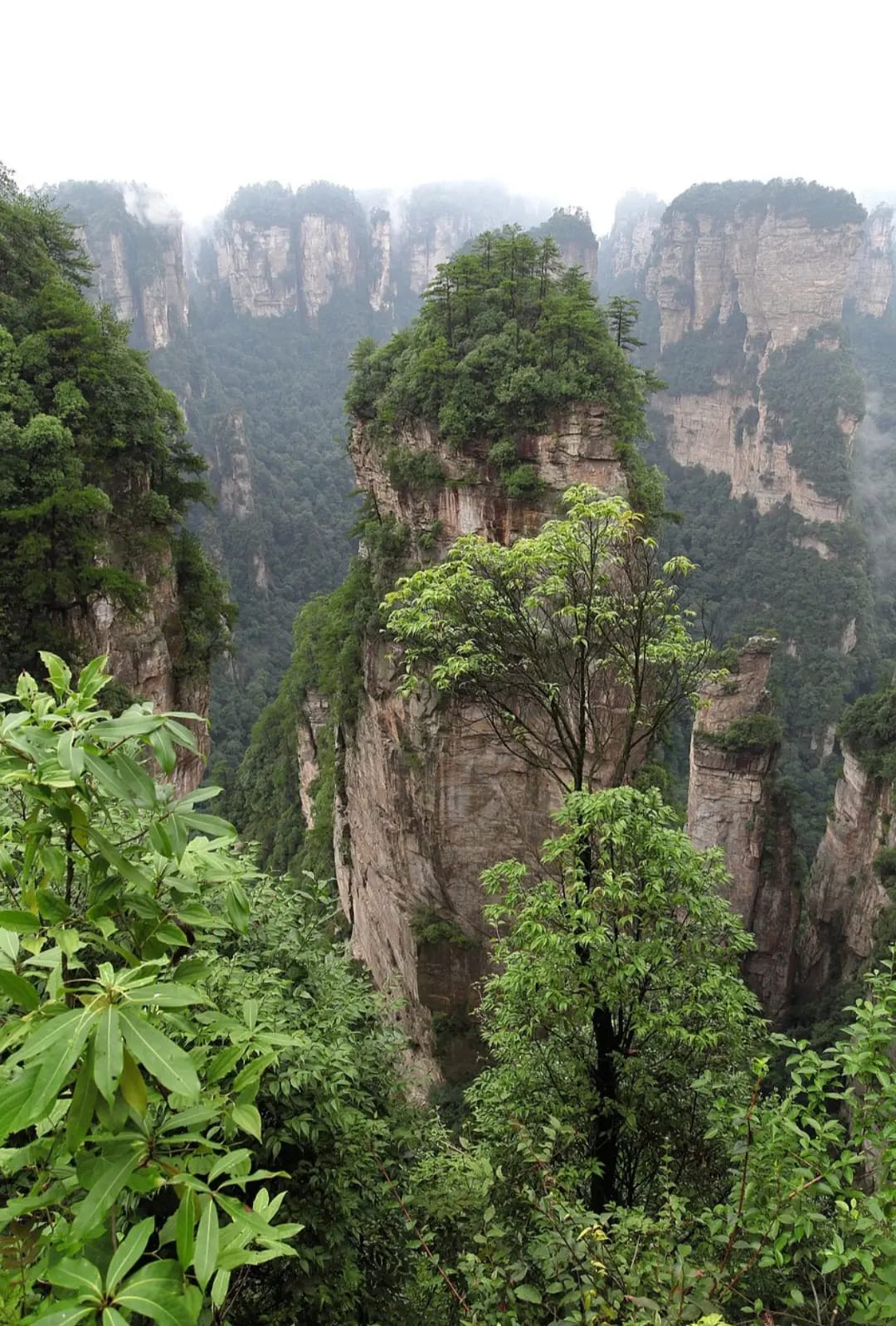 Rocks like tall towers with vegetation, Zhangjiajie