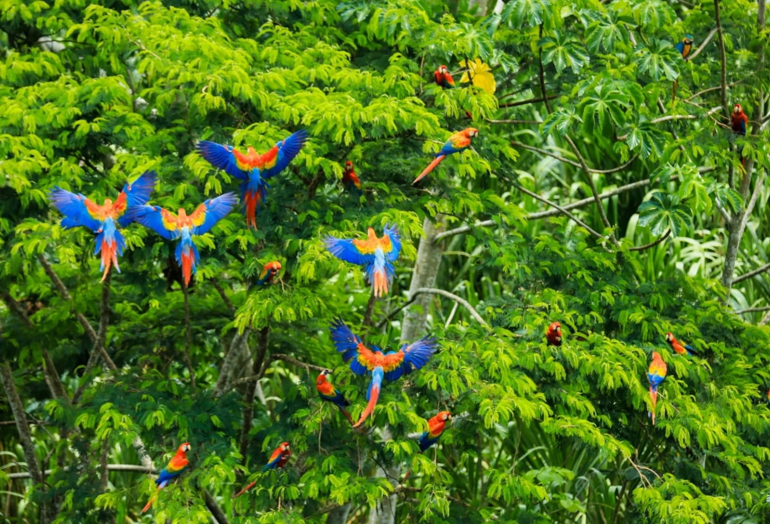 Explore the Colombian Amazon - The Heart of Biodiversity