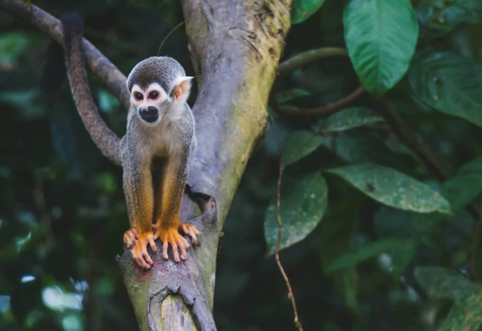Explore the Colombian Amazon - The Heart of Biodiversity