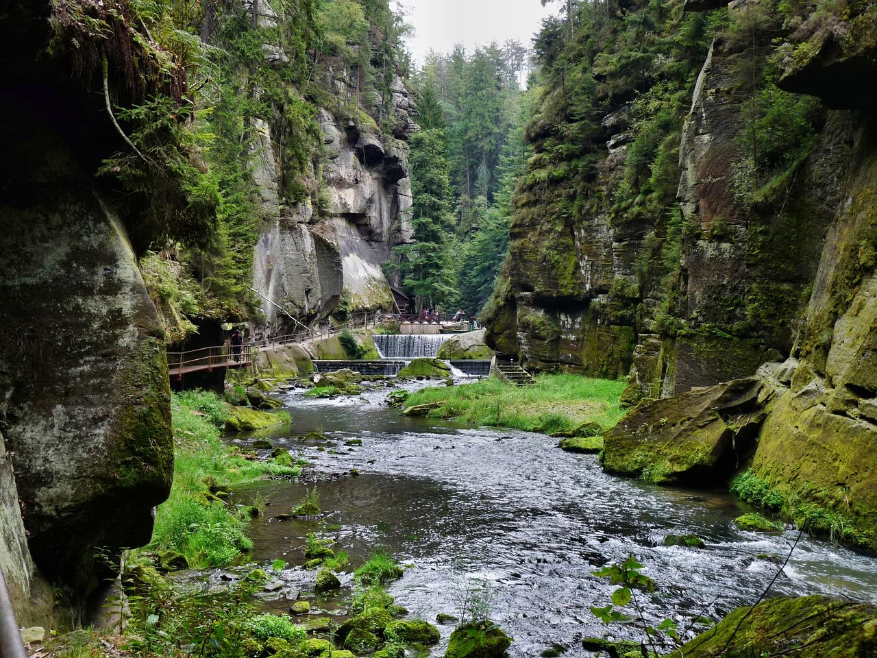 Pine forest growing on top of sandstone rock towers above the Elbe canyon in northern Czech Republic