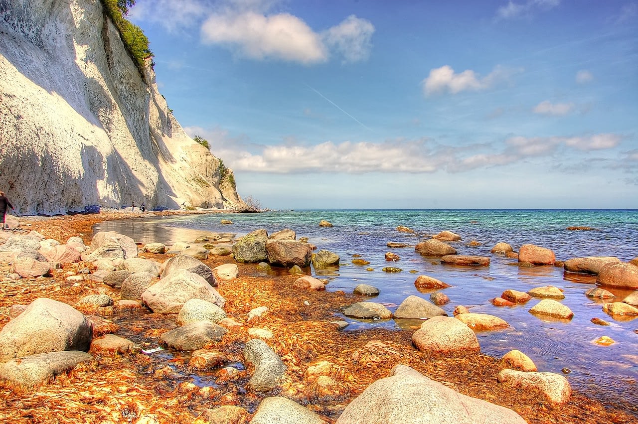 Ancient beech forest growing at the cliff edge of Møns Klint on the Danish island of Møn