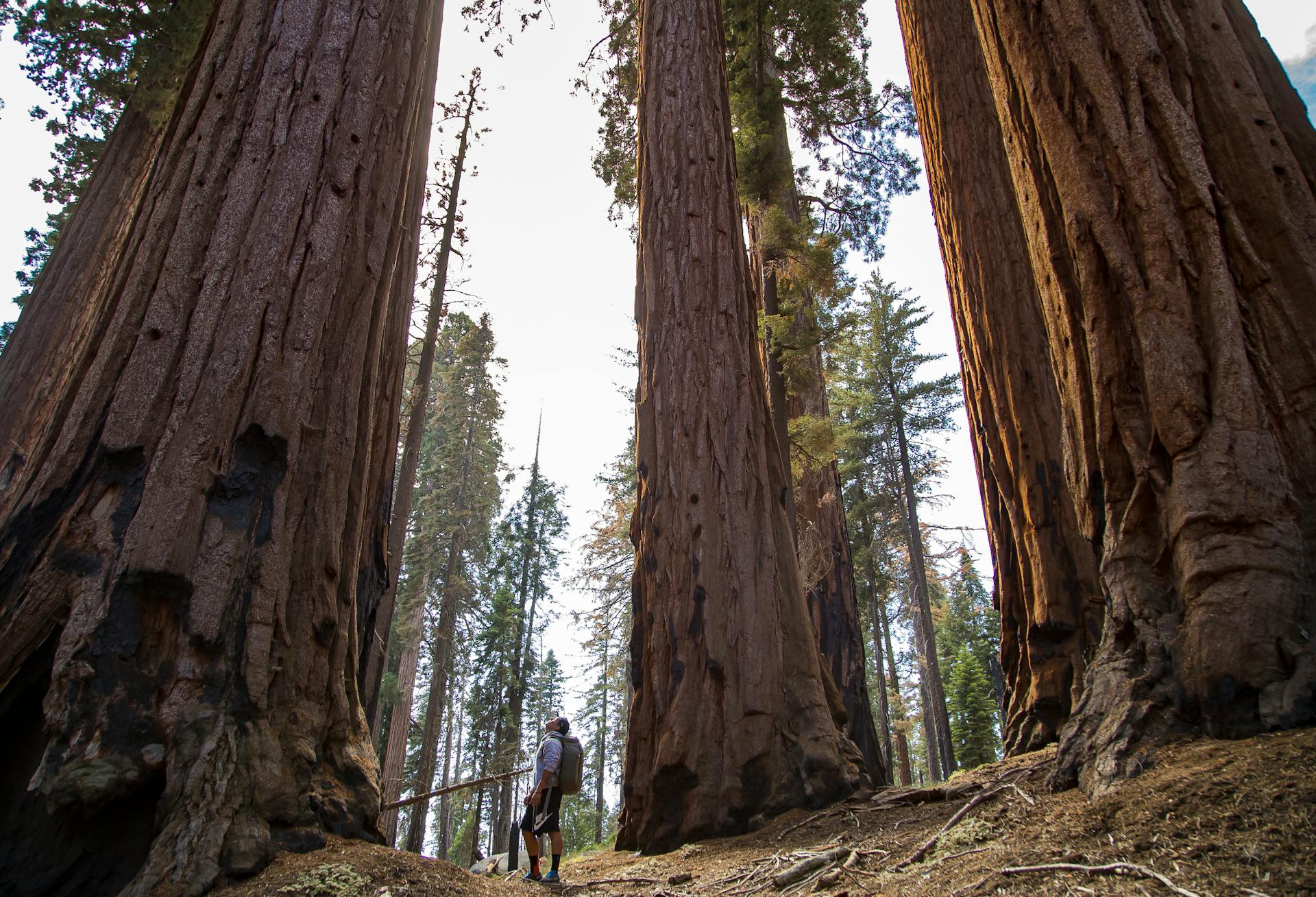 Dried tree standing against the dramatic canyon backdrop in Sequoia and Kings Canyon National Parks