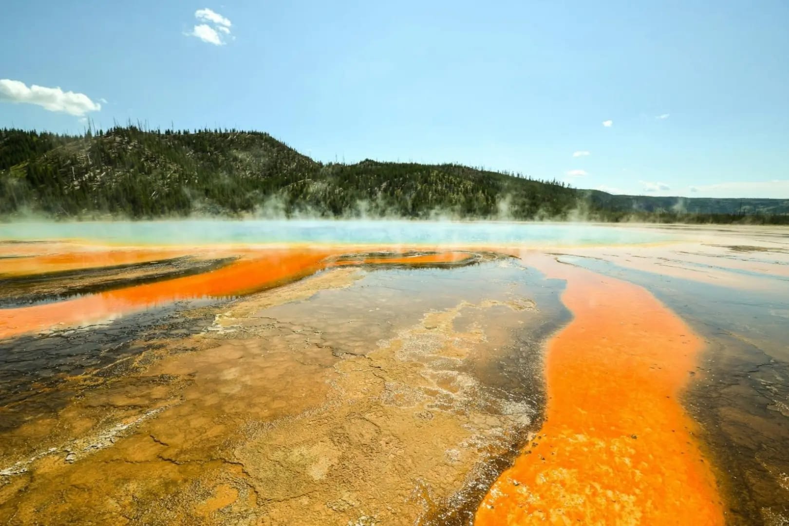 Yellowstone-National-Park,Steaming, yellowish wet ground with trees in the background, creating a misty and earthy atmosphere
