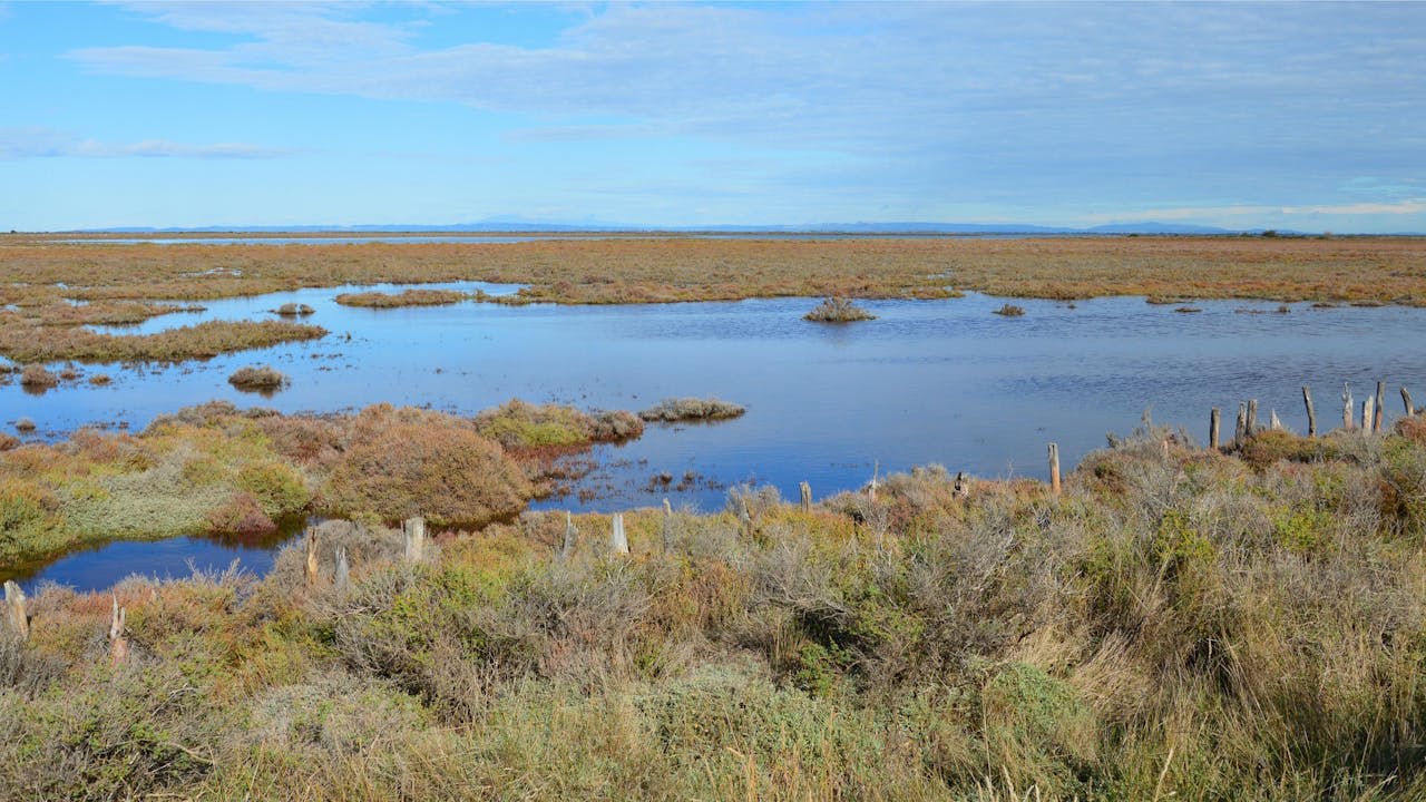 Aerial view of the Ebro Delta rice fields and lagoons extending into the Mediterranean with flamingos in the shallows