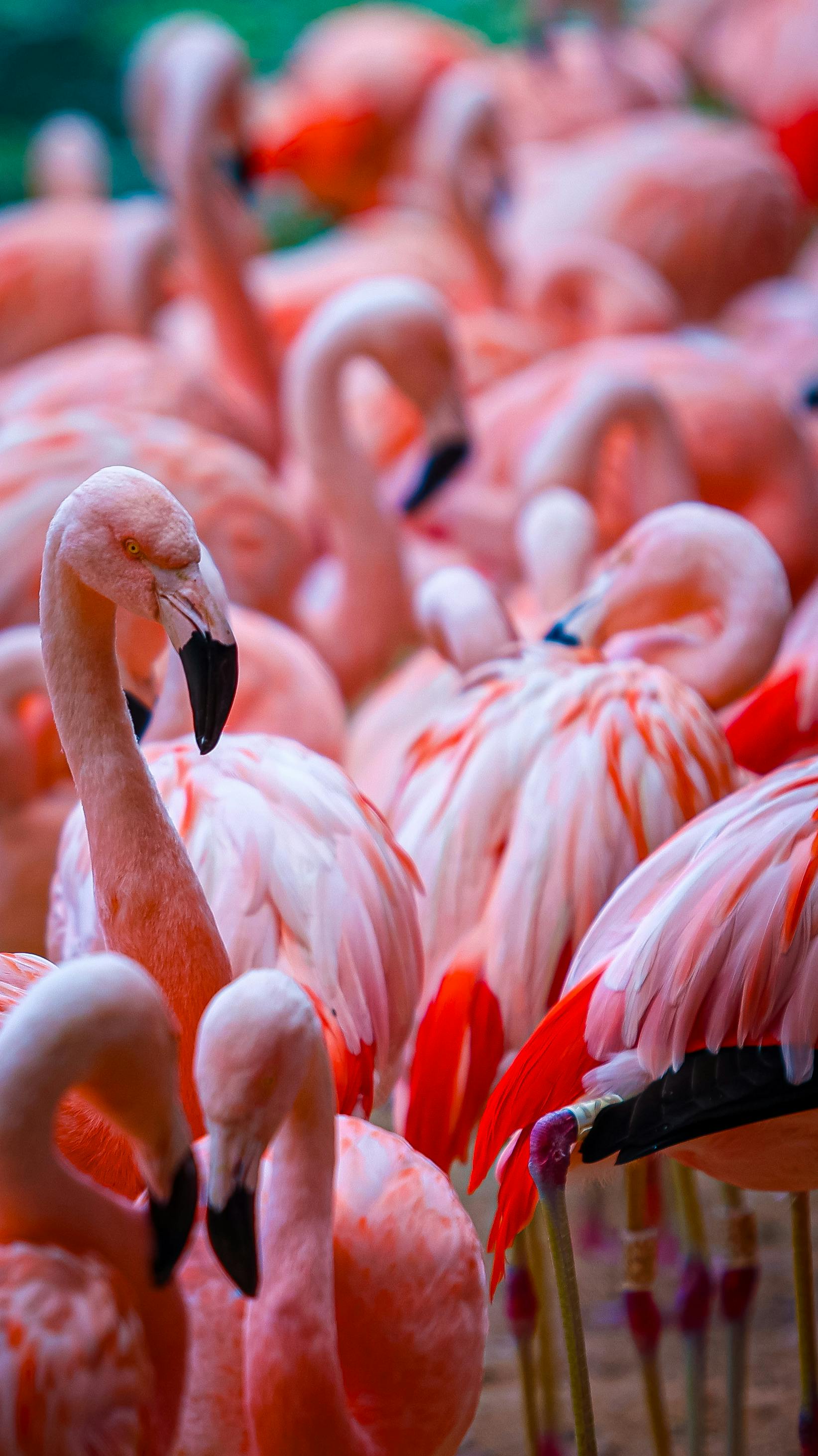 Greater flamingos wading in the Ebro Delta lagoons at sunset with the Mediterranean horizon behind
