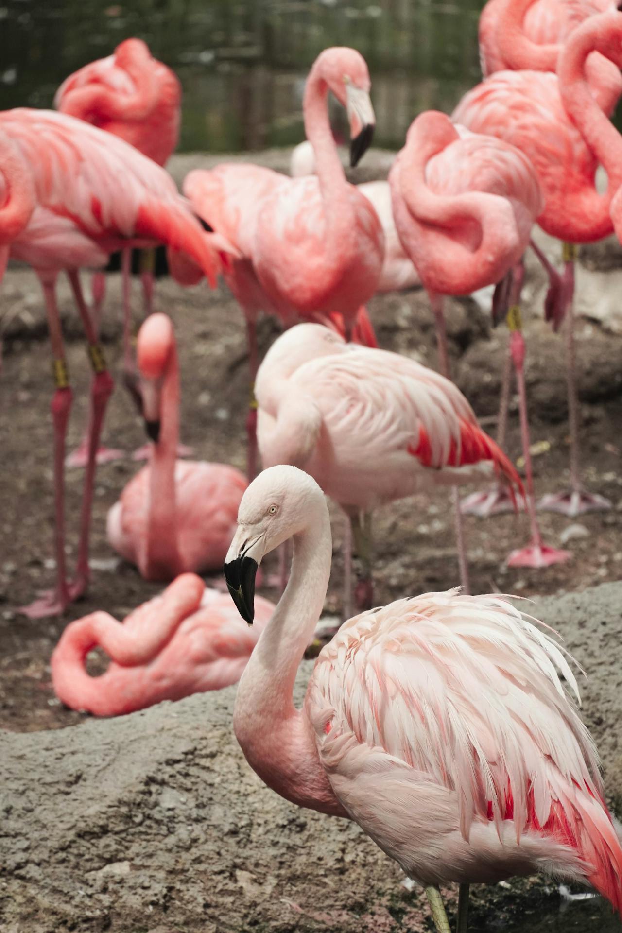 Punta de la Banya sand spit with flamingo colony and blue Mediterranean lagoon at the Ebro Delta