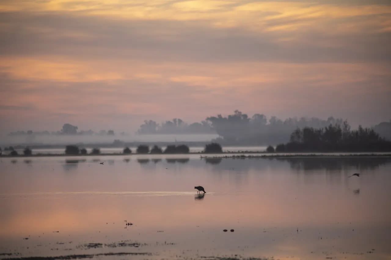 Doñana National Park , A large, shallow lake with a flamingo at sunset