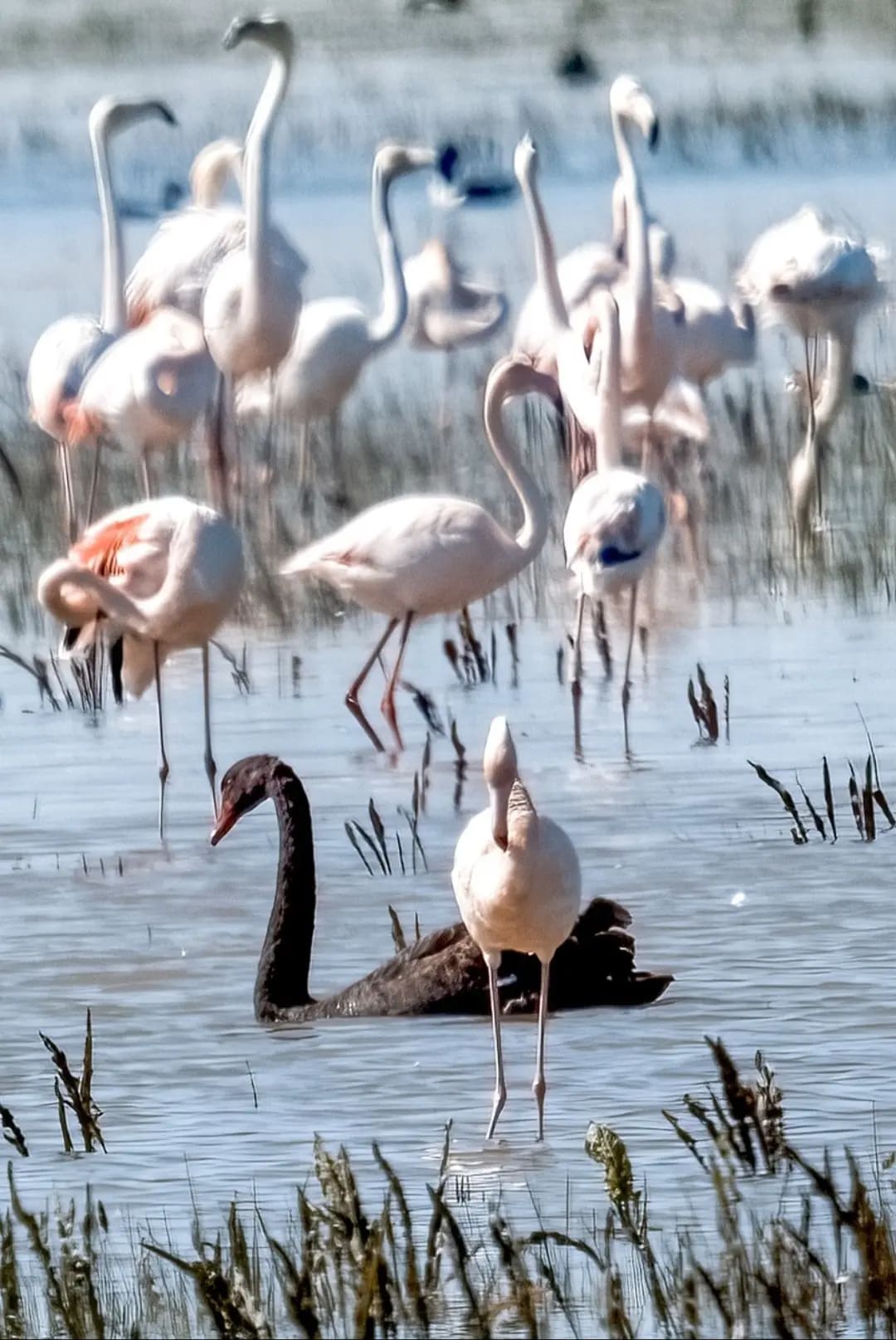 flamingos in a lake