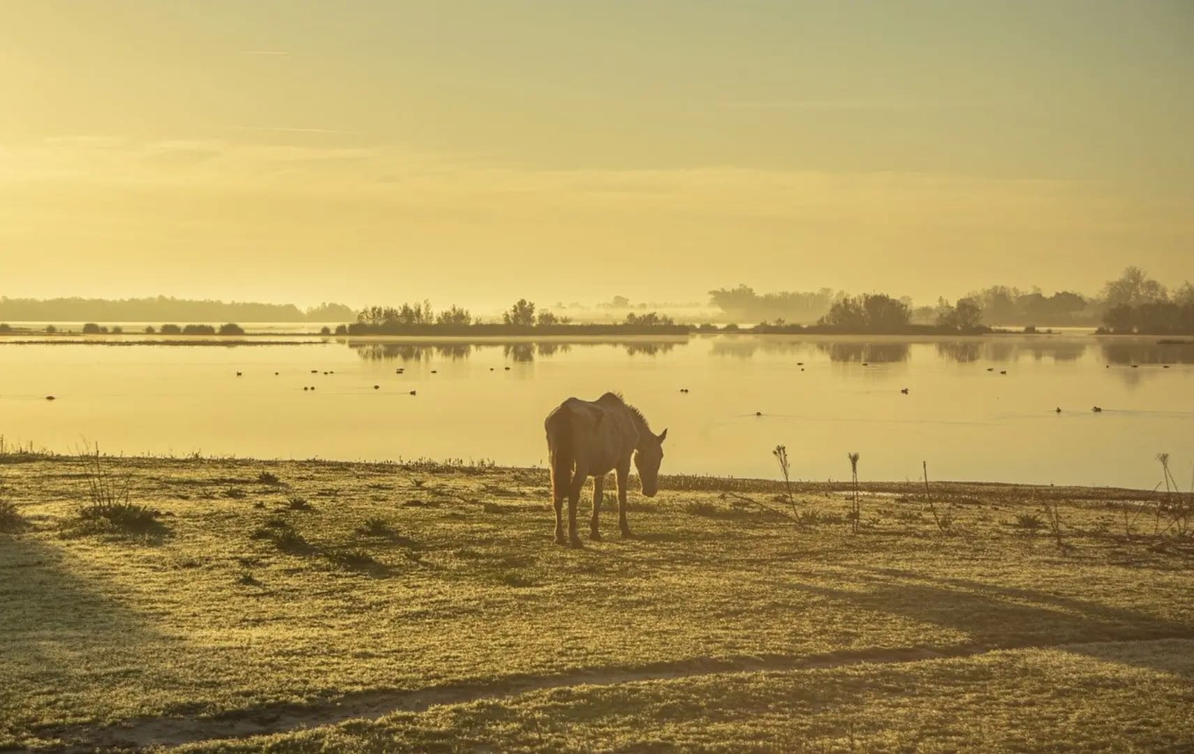 horse in front of a lake at sunrise