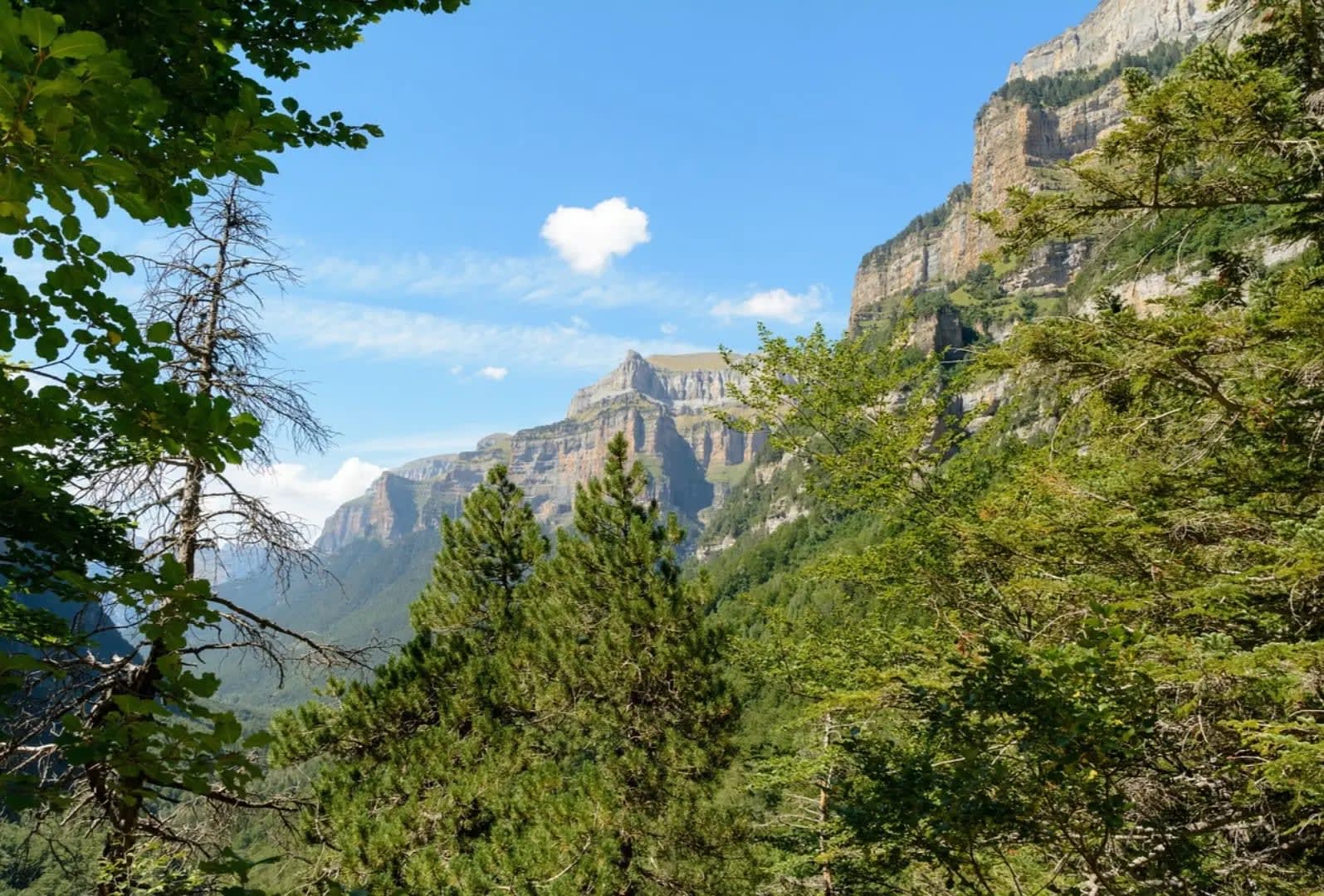 large mountain range with trees, Ordesa and Monte Perdido