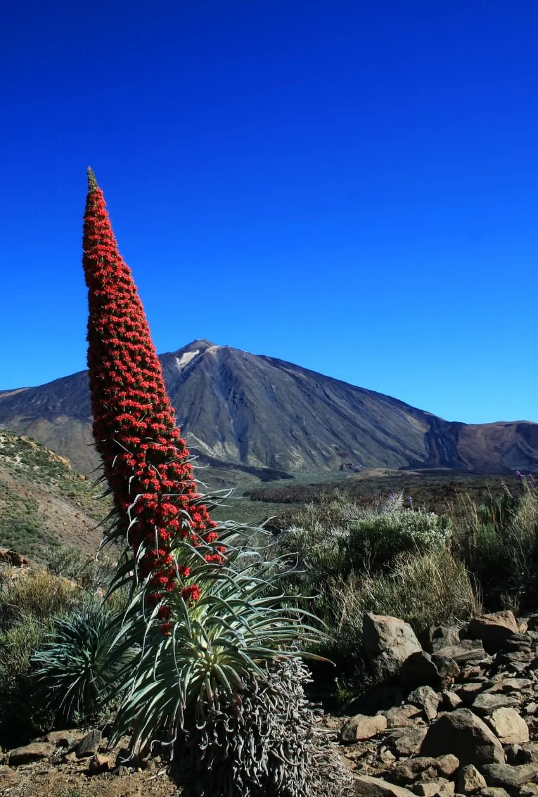 red plant and Mount Teide