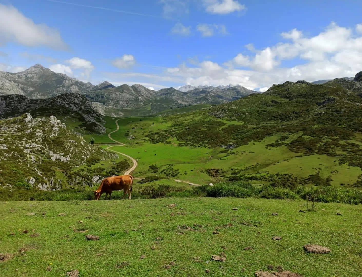 cow grazing in a meadow with mountains in the background, Picos de Europa