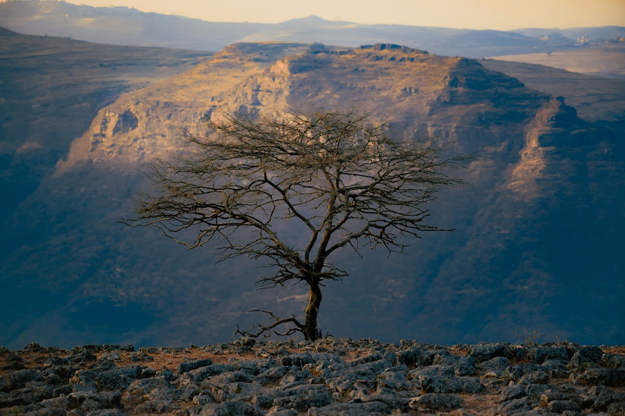Walia ibex on the cliff edge above the Simien Mountains escarpment in the Ethiopian highlands