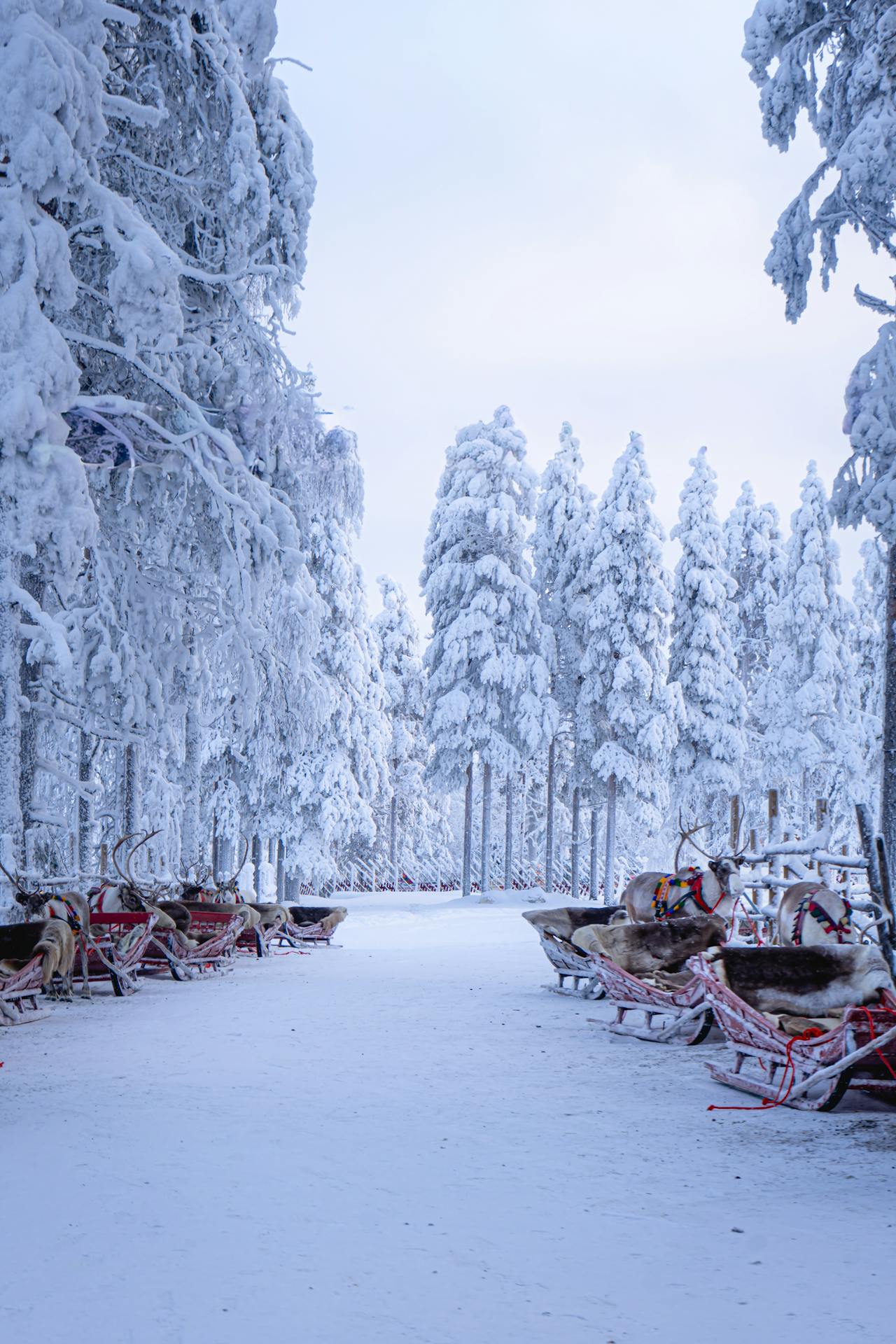 Reindeer standing in deep snow on the open fell landscape of Finnish Lapland in winter