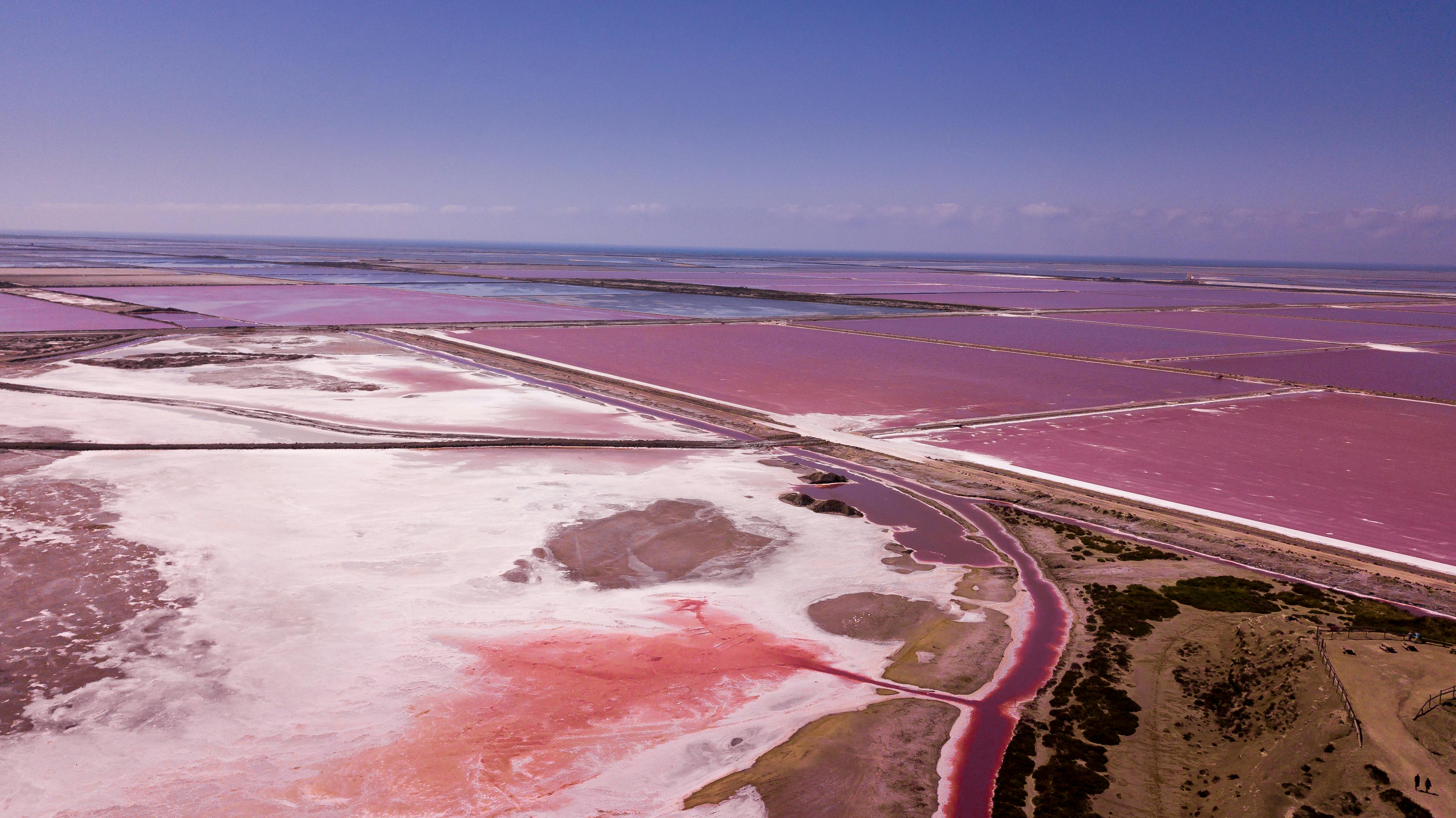 Flock of greater flamingos in flight over the pink salt lagoons of the Camargue delta southern France