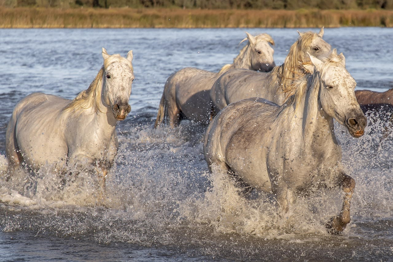 White Camargue horses galloping through the shallow lagoons of the Rhône delta at sunrise