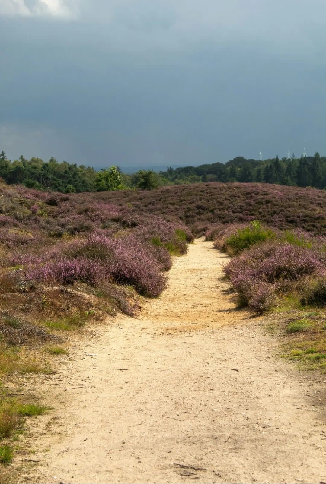 pathway through a meadow with purple flowers, Park De Hoge Veluwe