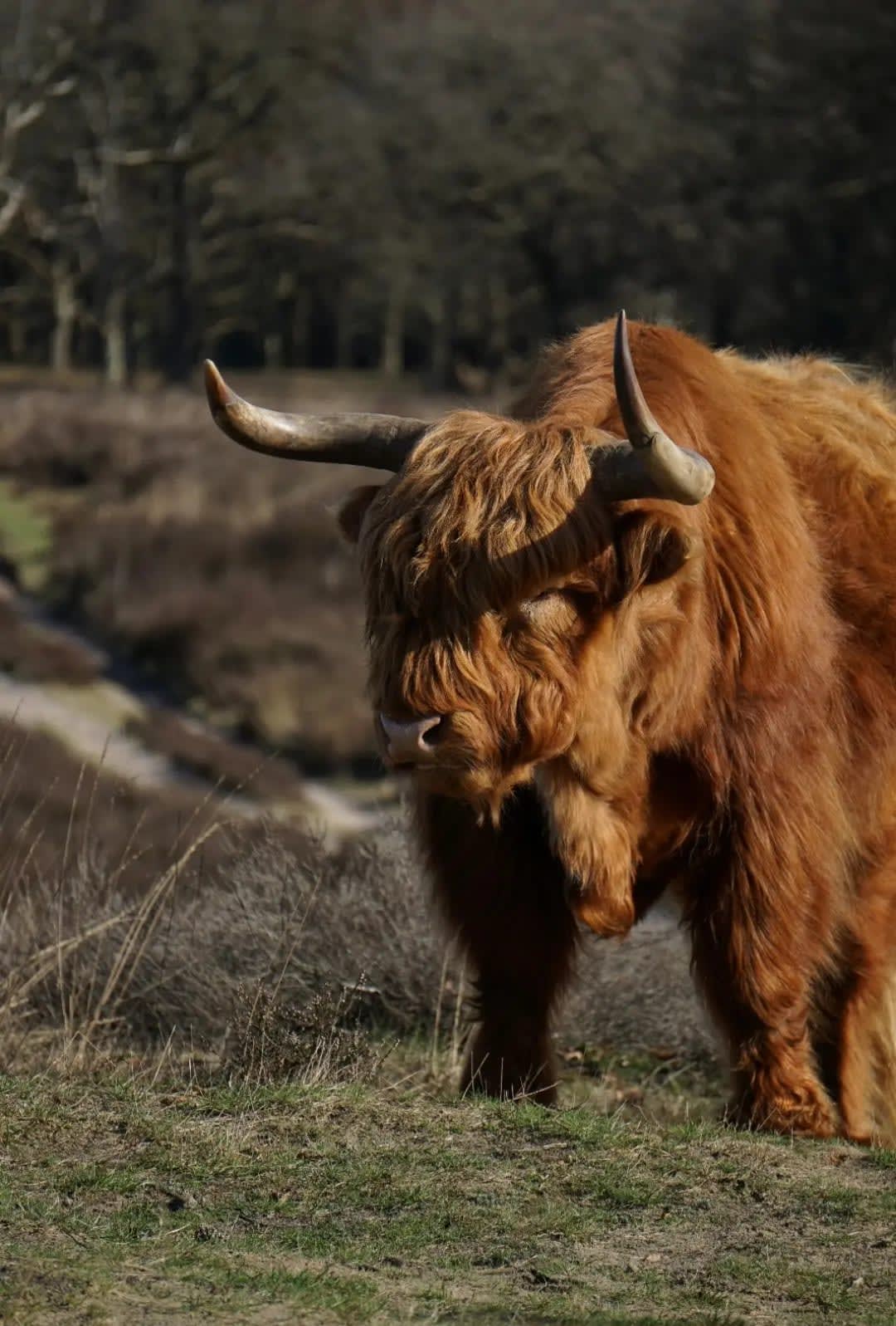 bull with a lot of brown fur, Park De Hoge Veluwe