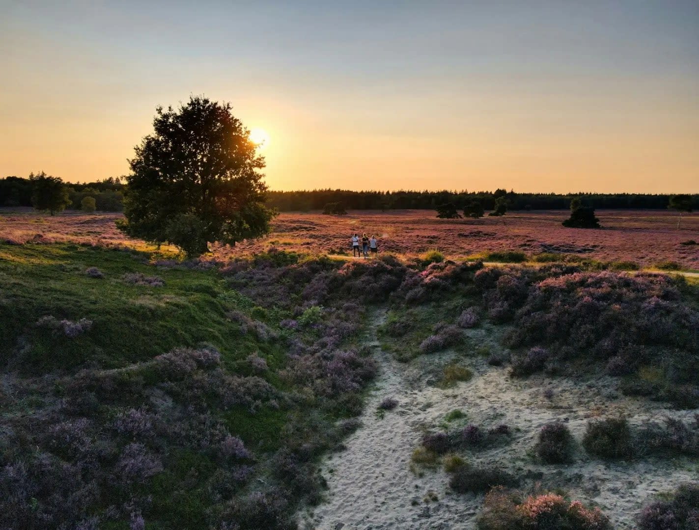 sunset over a meadow with purple flowers, Park De Hoge Veluwe