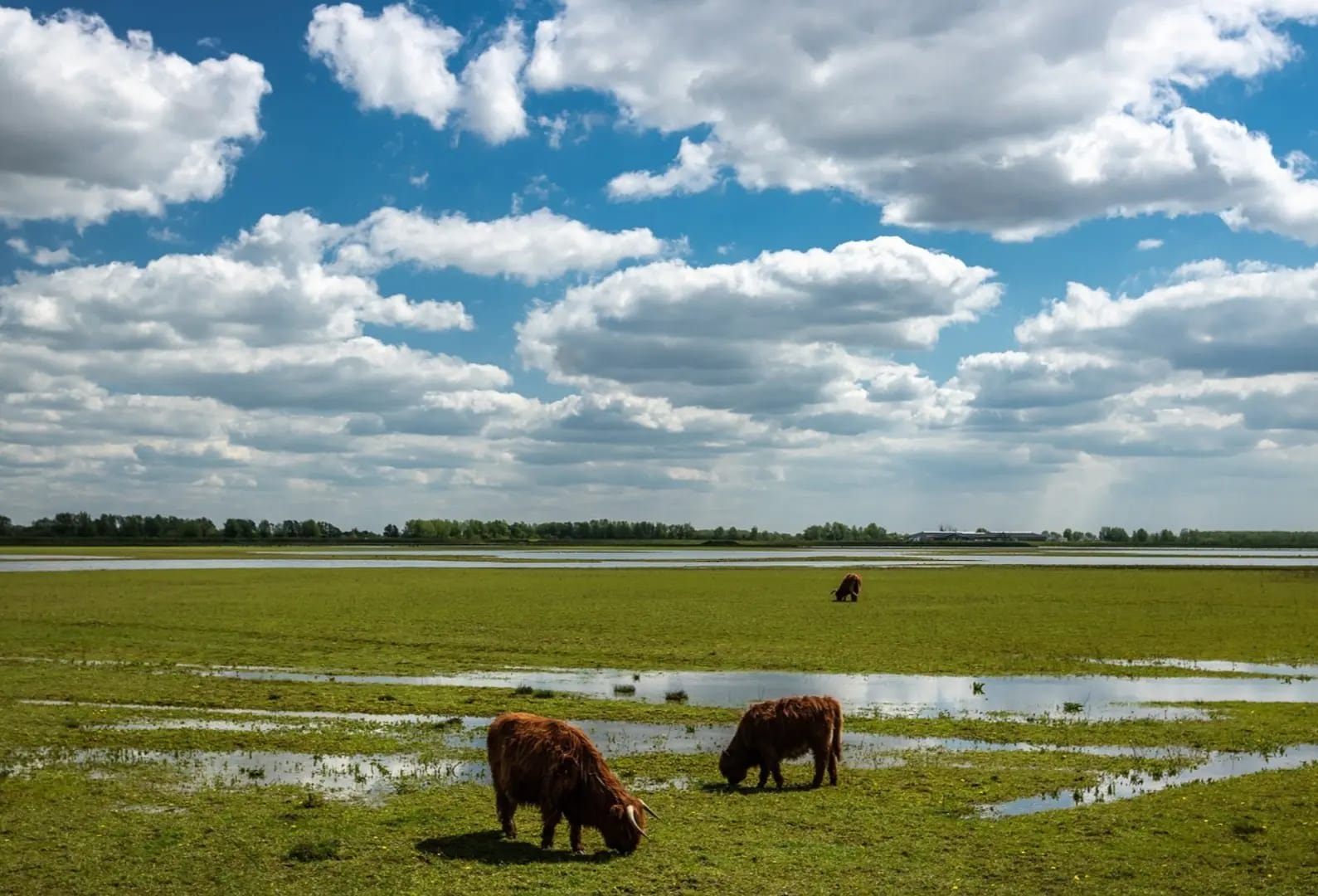 two cows grazing with a blue sky and clouds, Park De Biesbosch